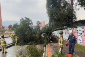 Caída de árbol por lluvias en Suba 