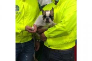 Perrita rescatada 