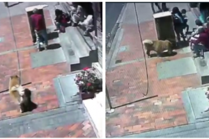Perro guía robado en Bogotá 