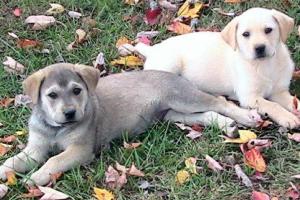 Perros