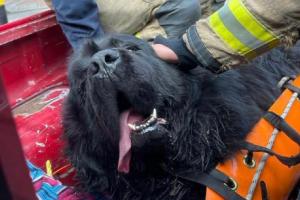 'Valentín' perro rescatado 