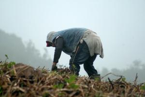 Factor climático afecta cultivos 