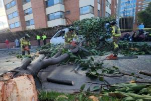 Árbol cayó sobre ruta escolar en Usaquén