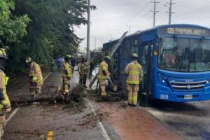 Caída de árbol en Autopista Norte