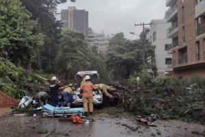 Caída de árbol en el norte de Bogotá