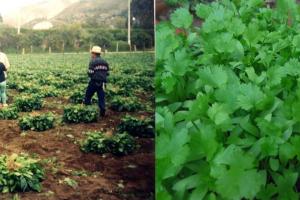 Espinaca y Cilantro 