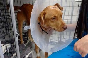 Perros están siendo apuñalados en Ciudad Bolívar