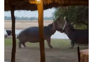 Pelea de hipopótamos 
