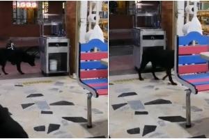 Perrito se roba varios panes de panadería en Bogotá sin que lo descubran