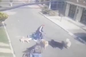 Paseador de perros se salvó de milagro 