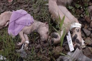 Perro abandonado en calle de Bogotá: tendría servicios funerarios