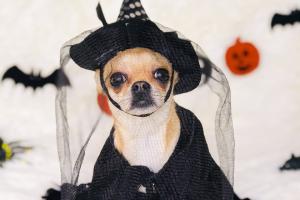 Perro disfrazado 