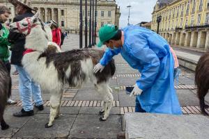 Rescate de llamas en el centro de Bogotá