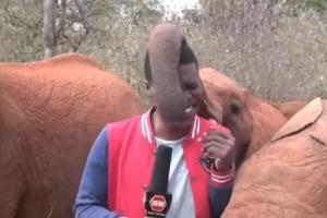 Elefante interrumpe a hombre que presentaba en vivo 