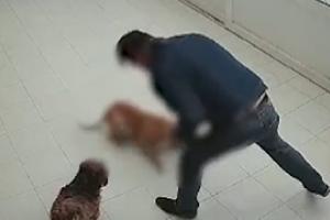 Hombre capturado por dar golpiza a su perro en Bogotá 
