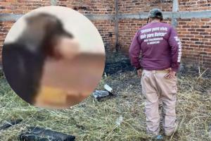 Virales: Perro llevaba pie de humano en la geta y se descubrió fosa común