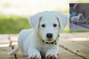 Perrito inquieto hace desastre en el patio de su dueña