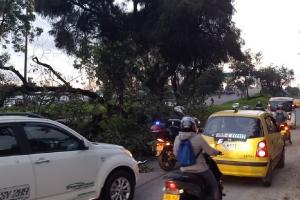 Caída de árbol en Av. las Américas 