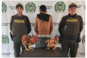 Policía mostró con orgullo captura de sujeto que robó dos gallinas criollas