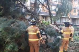 Caída de árbol en la 127