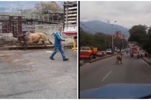 Toro que iba a ser sacrificado escapó y causó grave accidente de tránsito