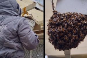 Enjambre de abejas en casa en Engativá 