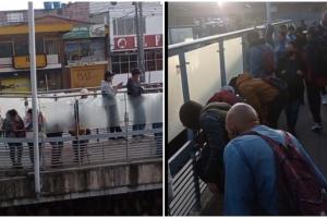 Avistamiento de extraña rana gigante desde Transmilenio