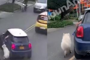 Conductor arrastra perro en Bogotá 