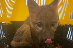 Zorro cangrejero rescatado de vivienda en Bosa: lo tenían como mascota
