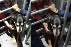 Perrita atrapada en Transmilenio