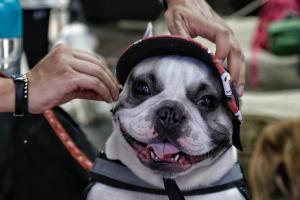 Esterilizaciones gratis en Bogotá