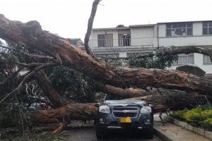 Árbol cayó sobre varios vehículos 