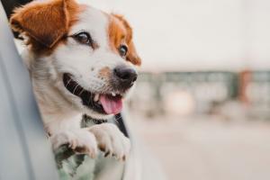 UberPet
