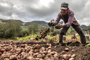 Créditos para campesinos agricultores de papa.