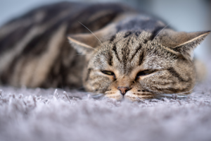 Gato enfermo