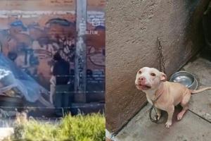 Maltrato animal en la localidad de Kennedy