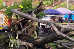 Se desplomó gigantesco árbol en Bogotá: vecinos quedaron atrapados