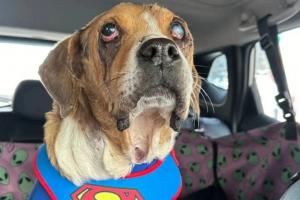 Ley Ángel es una realidad