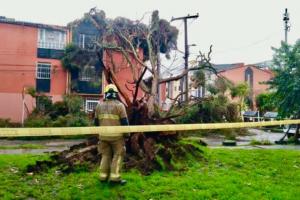Árbol causó emergencia en Bogotá