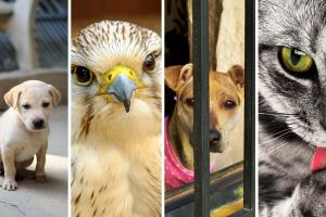 ¿Maltrato animal?: dónde y cómo denunciar sin miedo en Bogotá