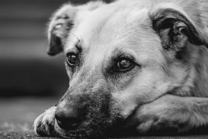 Lo que dice la ley sobre las mascotas en los conjuntos residenciales