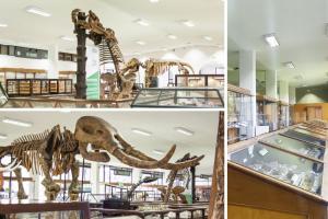 Museo Geológico de Bogotá: cómo visitar gratis esta joya y qué necesita