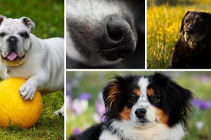 ¿Su perro come popó? Así logra evitarlo con estos consejos de expertos