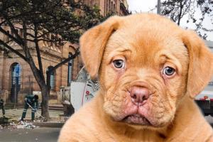 Permitir que su perro riegue la basura en la calle tiene multa
