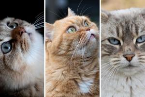Qué significa siempre acariciar a los gatos?