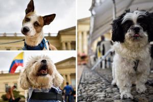 Adopte un peludo en Ciudad Bolívar: ¿cuándo será la jornada y qué piden?