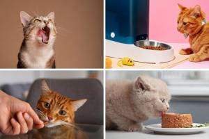 ¿Es bueno darles solo concentrado a los gatos? Esto debe saber