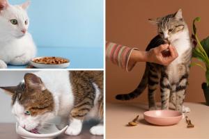 ¿Por qué un gato pide comida si ya tiene en el comedero? Razones clave