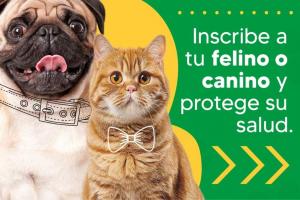 Esterilización gratis para perros y gatos en Mosquera: agende su cita