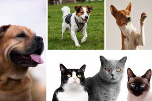 Esterilizaciones gratis para perros y gatos: hay agenda abierta para julio